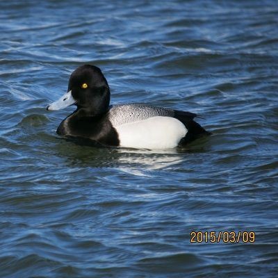 Lesser Scaup - ML172449361