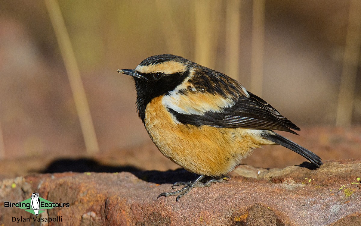 Buff-streaked Chat - Dylan Vasapolli - Birding Ecotours