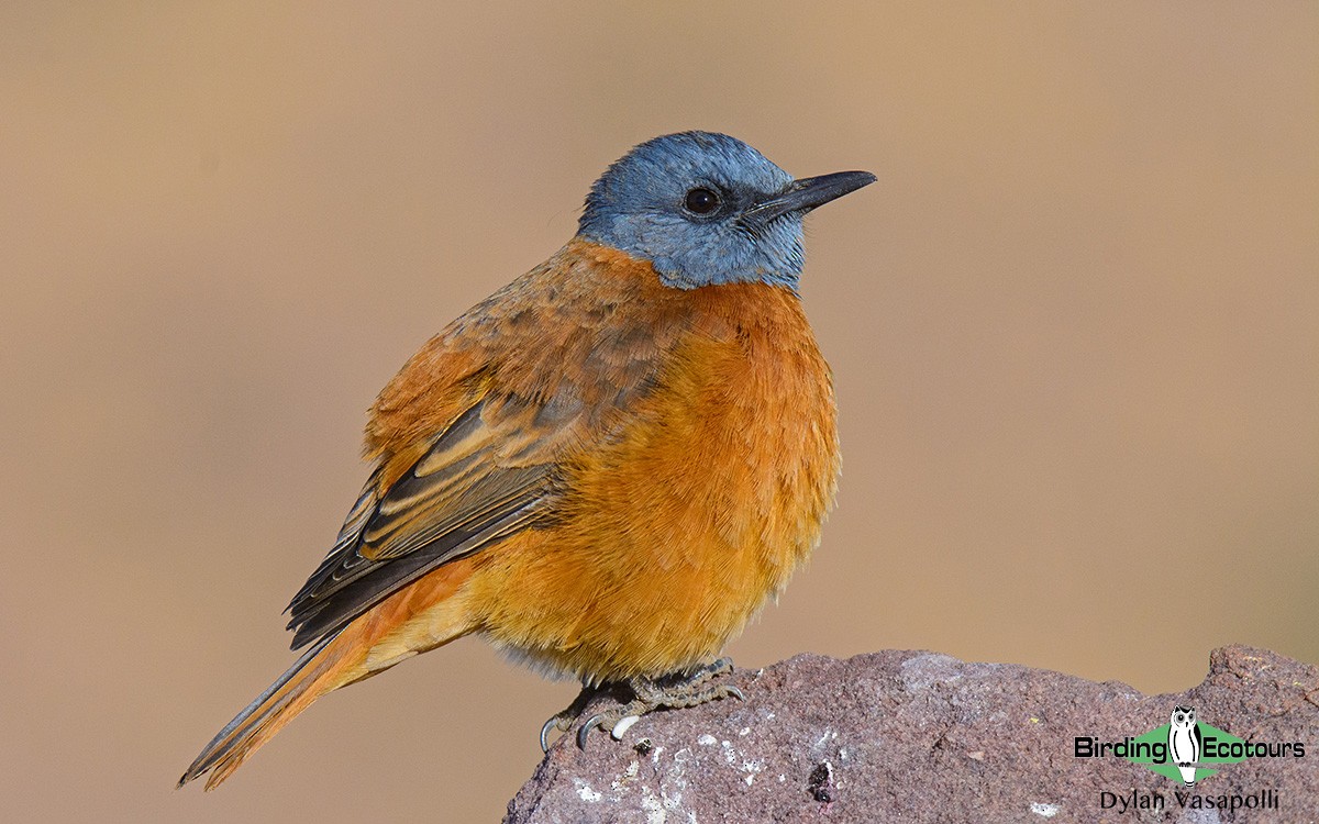 Cape Rock-Thrush - Dylan Vasapolli - Birding Ecotours