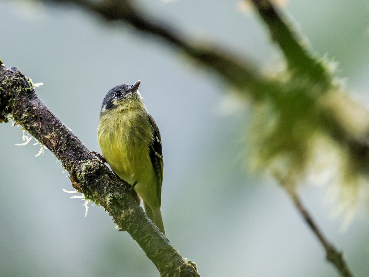 Ashy-headed Tyrannulet - Nick Athanas