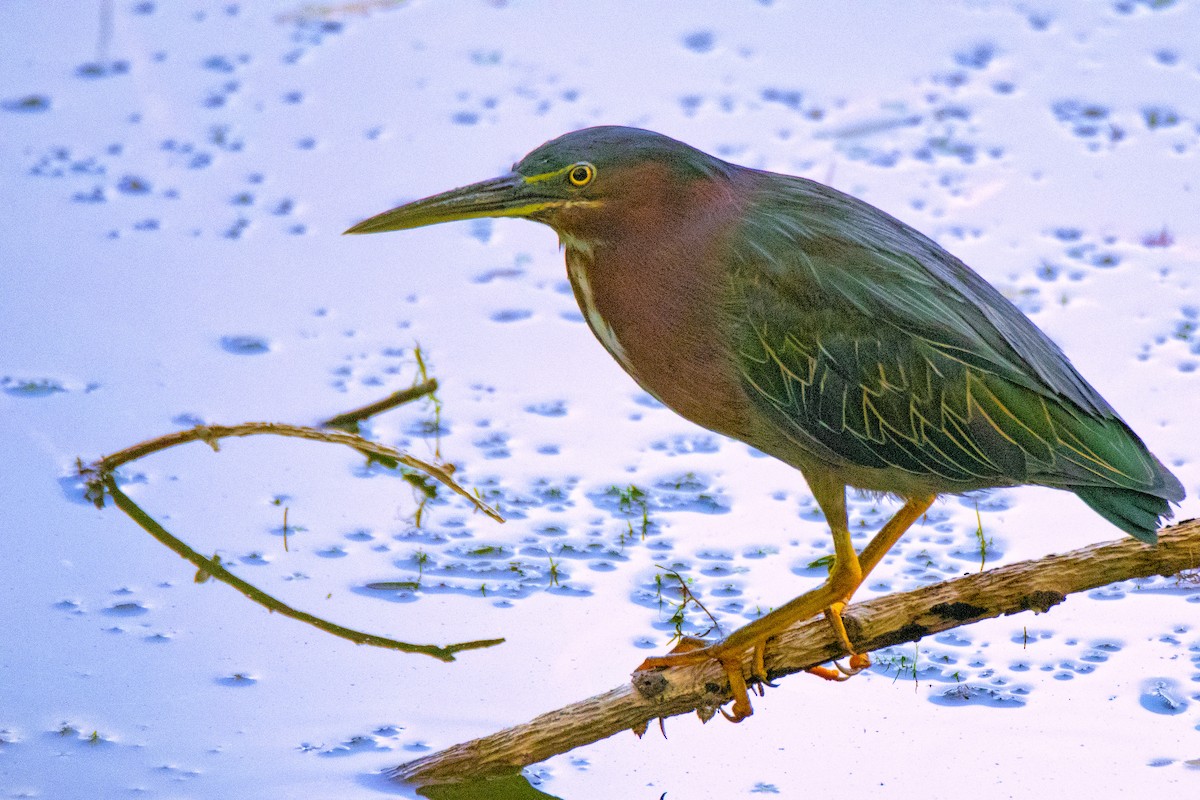 Green Heron - Fred Moses