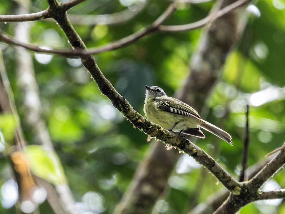 Plumbeous-crowned Tyrannulet - Nick Athanas