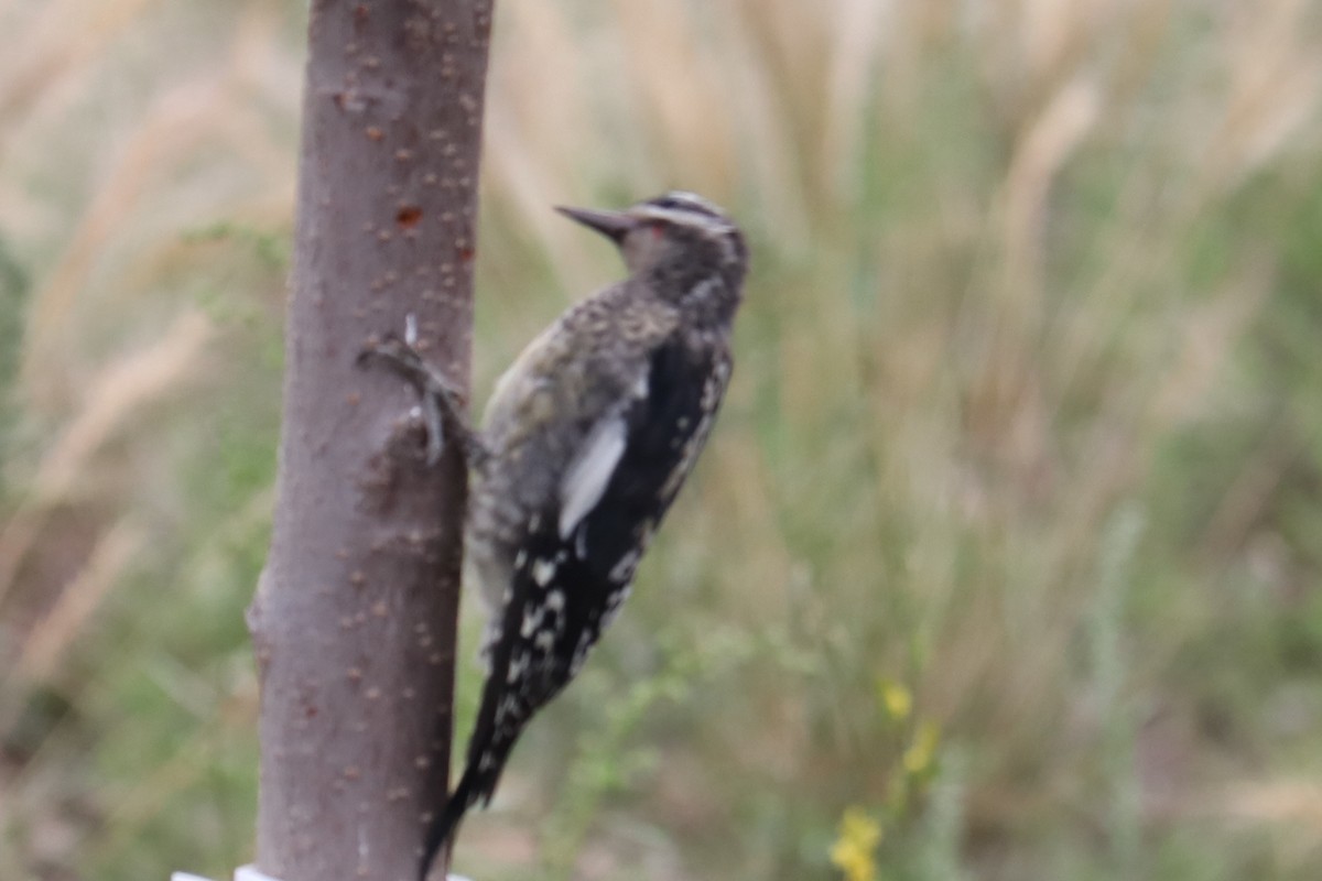 Red-naped Sapsucker - Gregg Goodrich