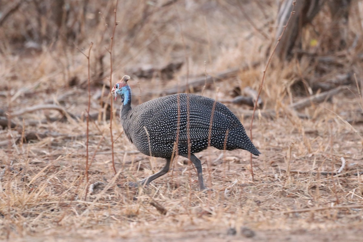 Helmeted Guineafowl - ML172454091