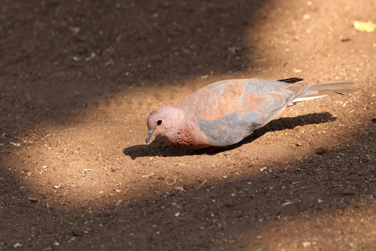 Tórtola Senegalesa - ML172455261