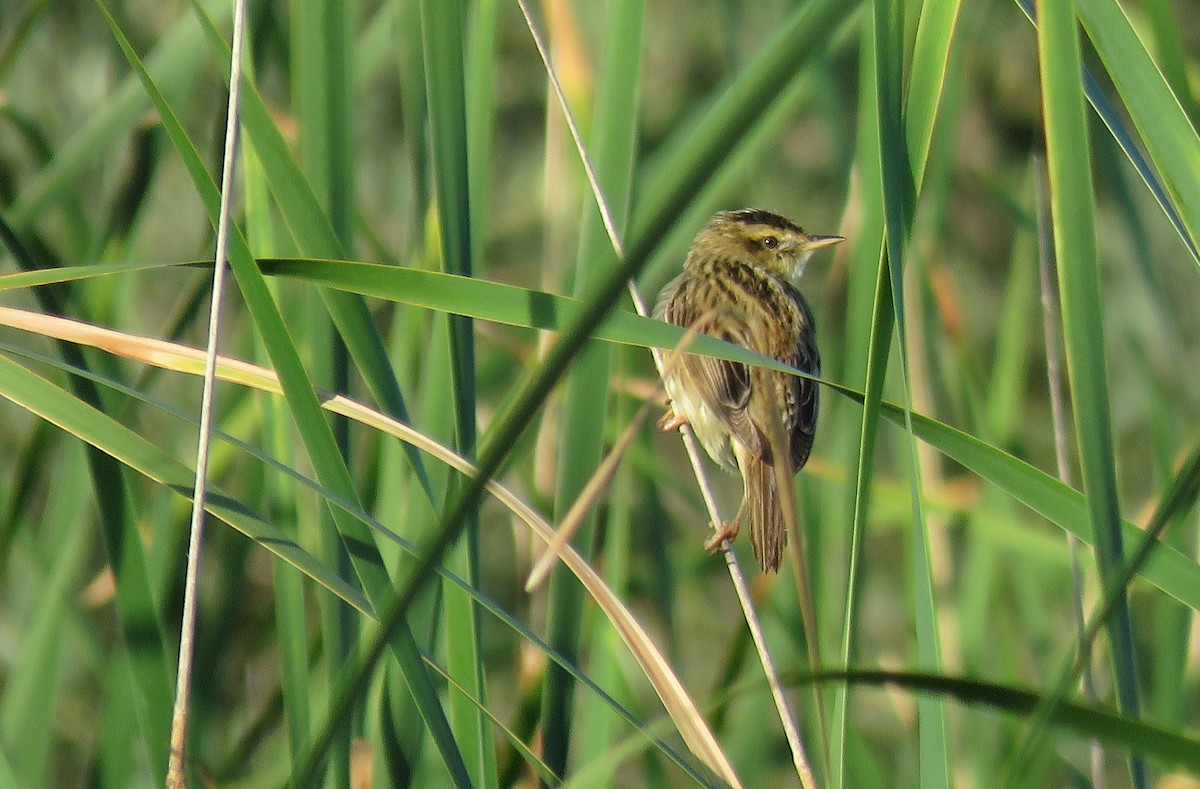 Aquatic Warbler - ML172456301