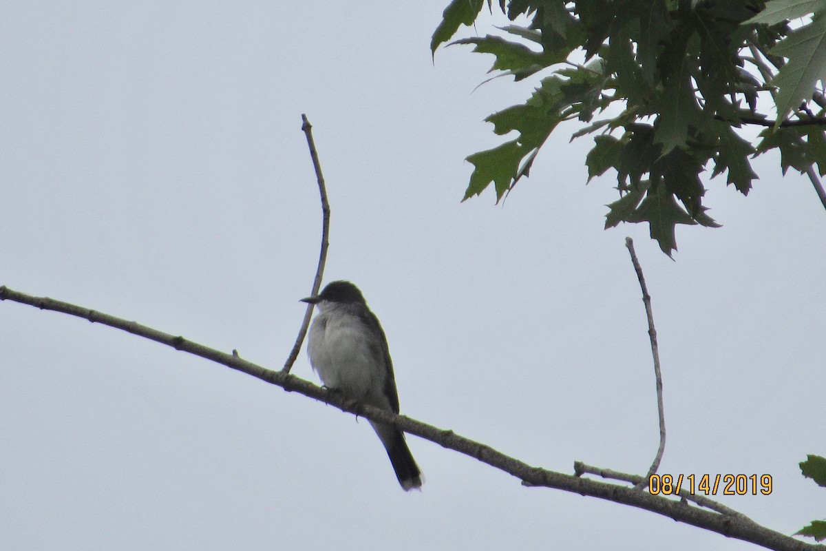 Eastern Kingbird - ML172456441