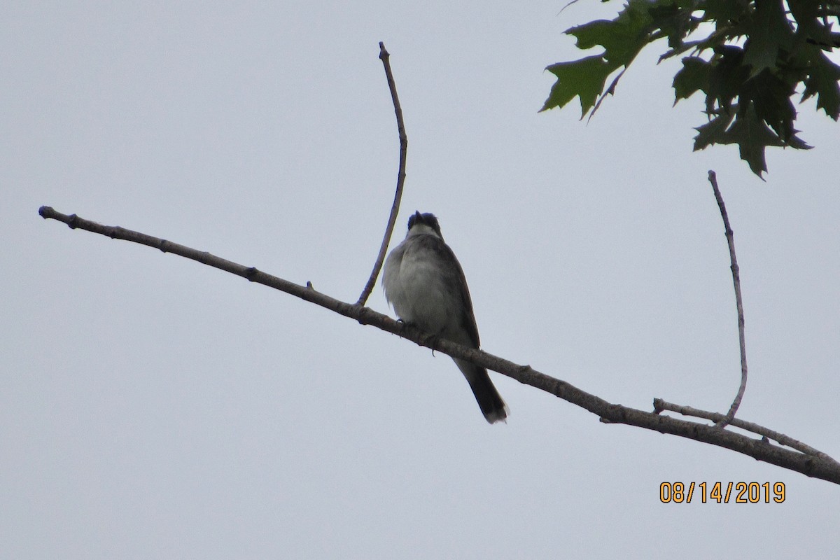 Eastern Kingbird - ML172456451