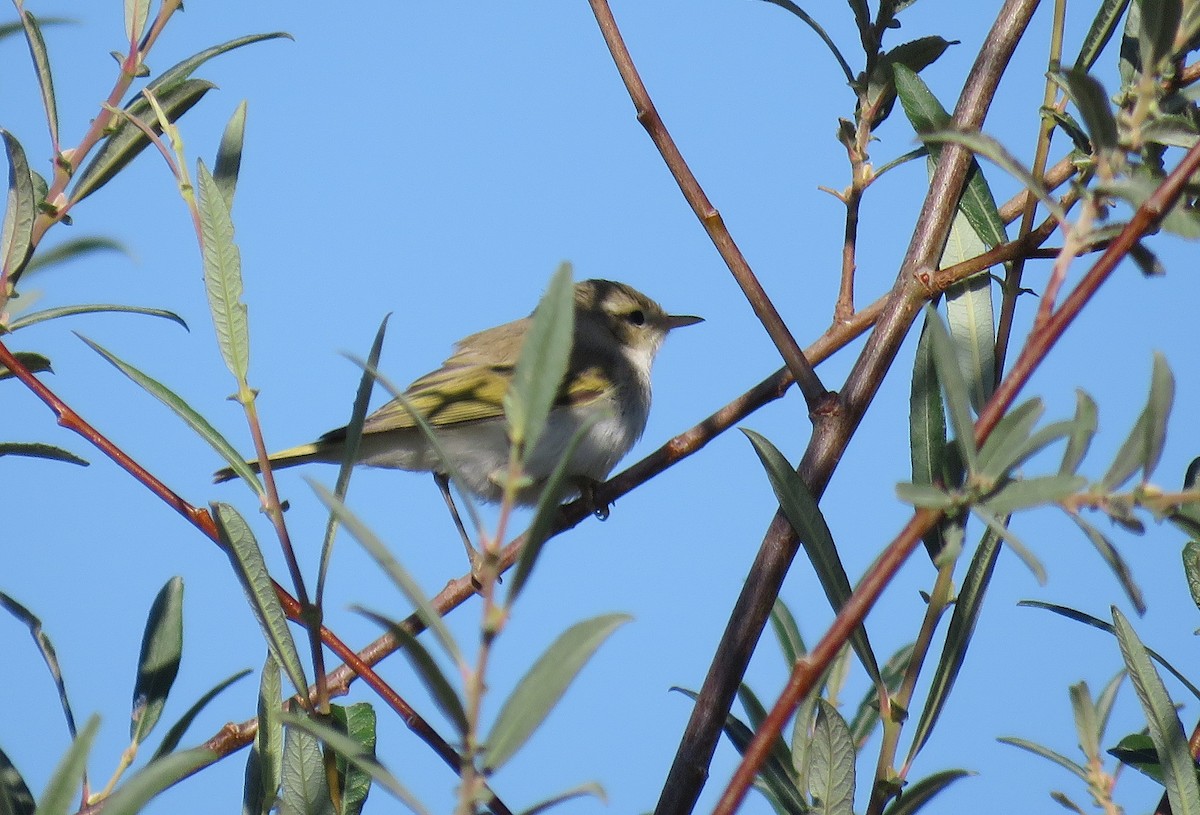 Western Bonelli's Warbler - Miguel Rodríguez Esteban