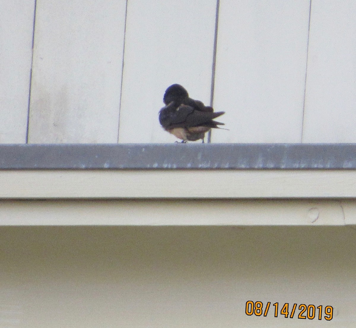 Barn Swallow - ML172457781