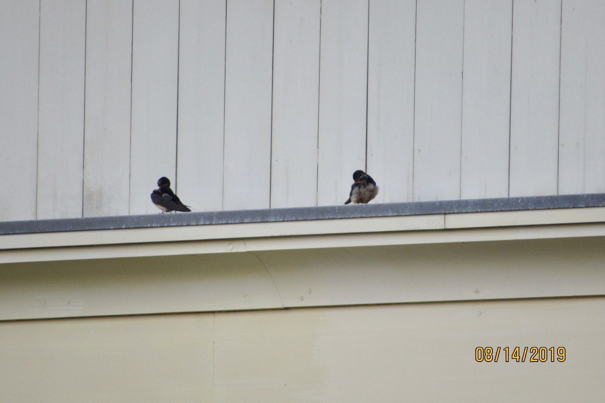 Barn Swallow - ML172457801