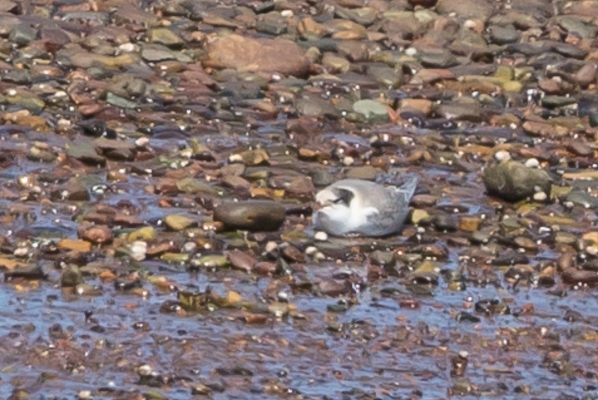 Common Tern - ML172458531