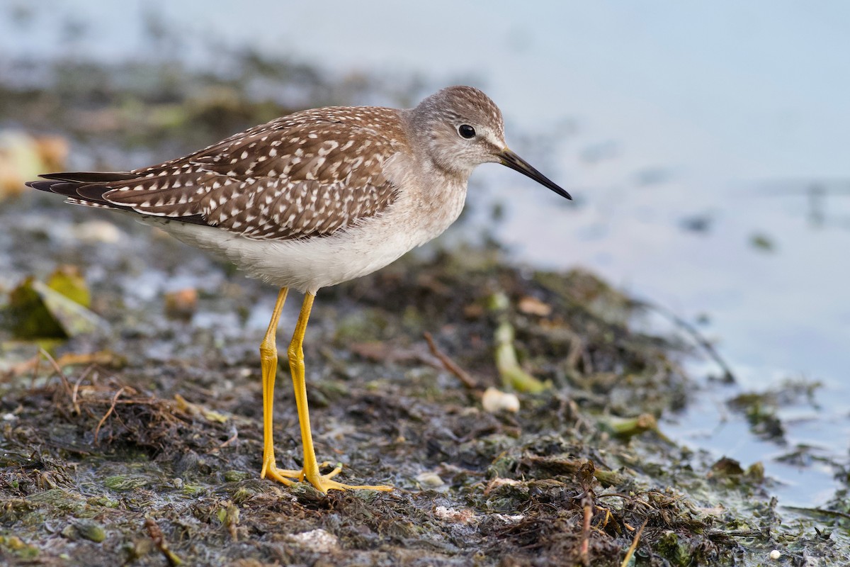 Lesser Yellowlegs - Jerry McFetridge