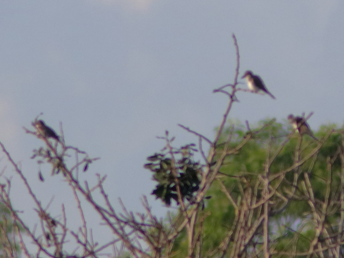 Gray Kingbird - ML172459491