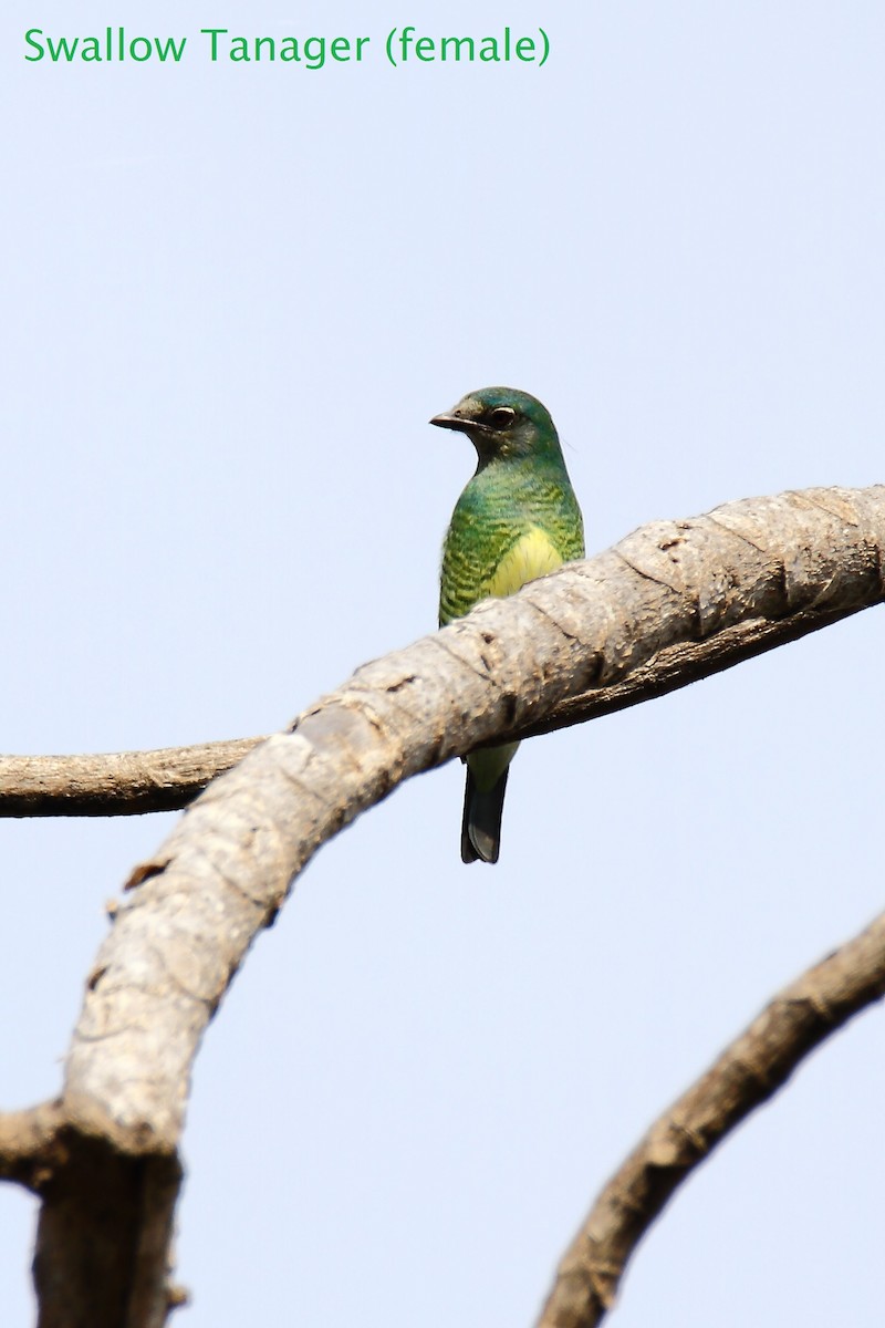 Swallow Tanager - ML172459611