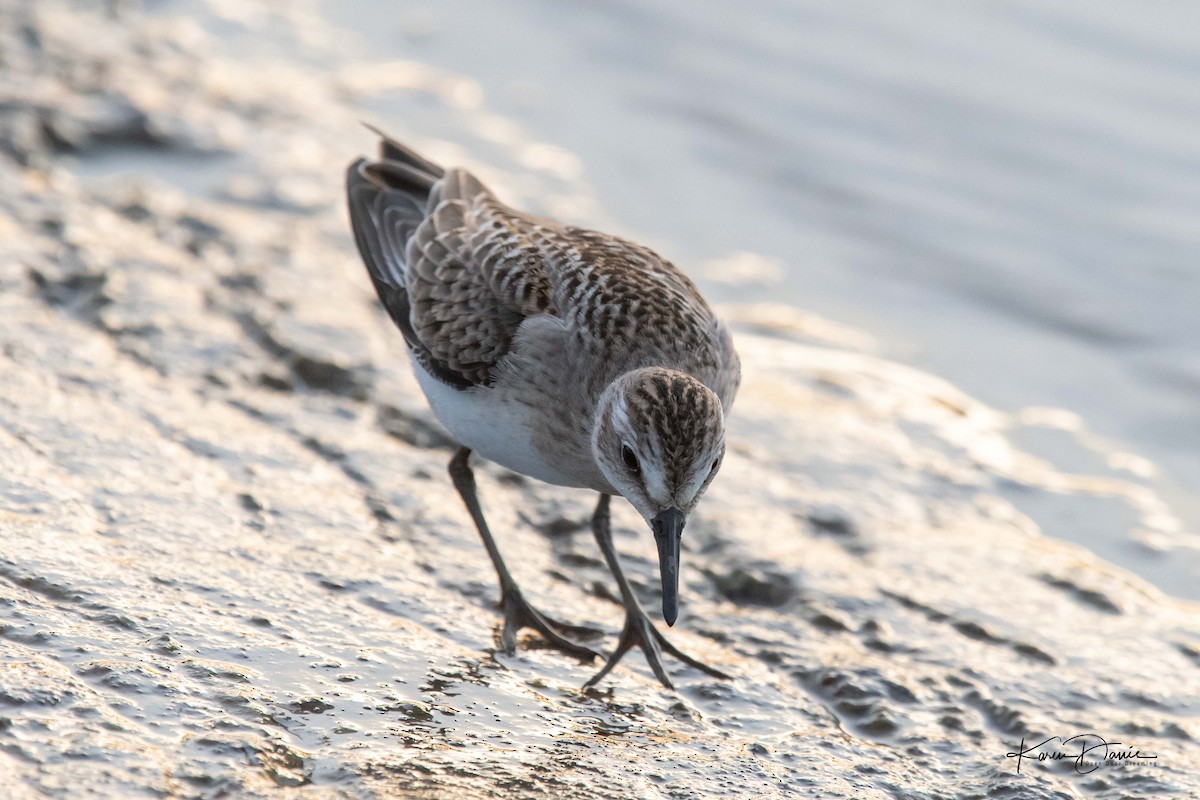 Semipalmated Sandpiper - Karen Davis