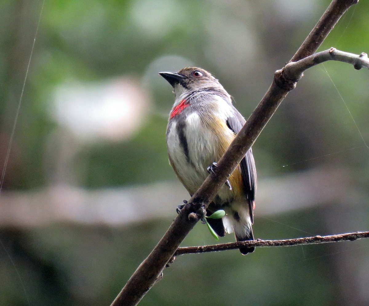 Red-banded Flowerpecker - Simon RB Thompson