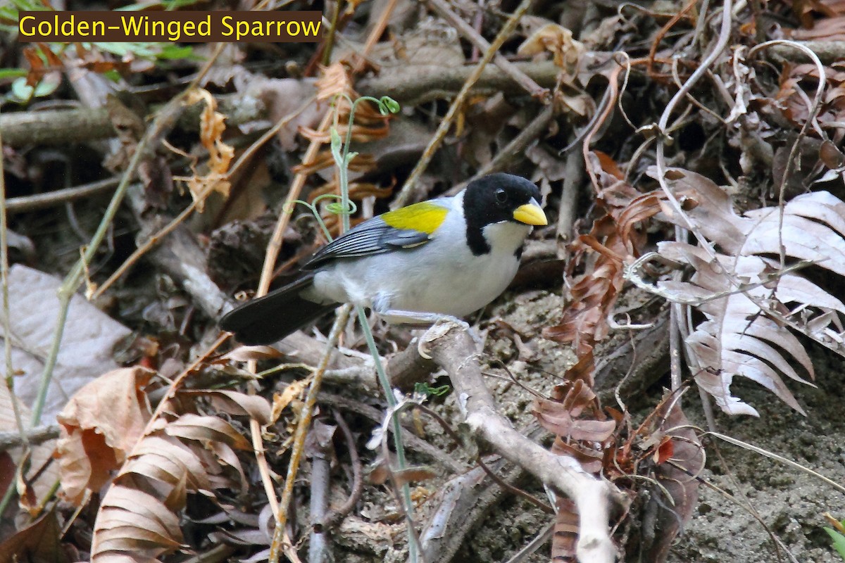 Golden-winged Sparrow - Butch Carter