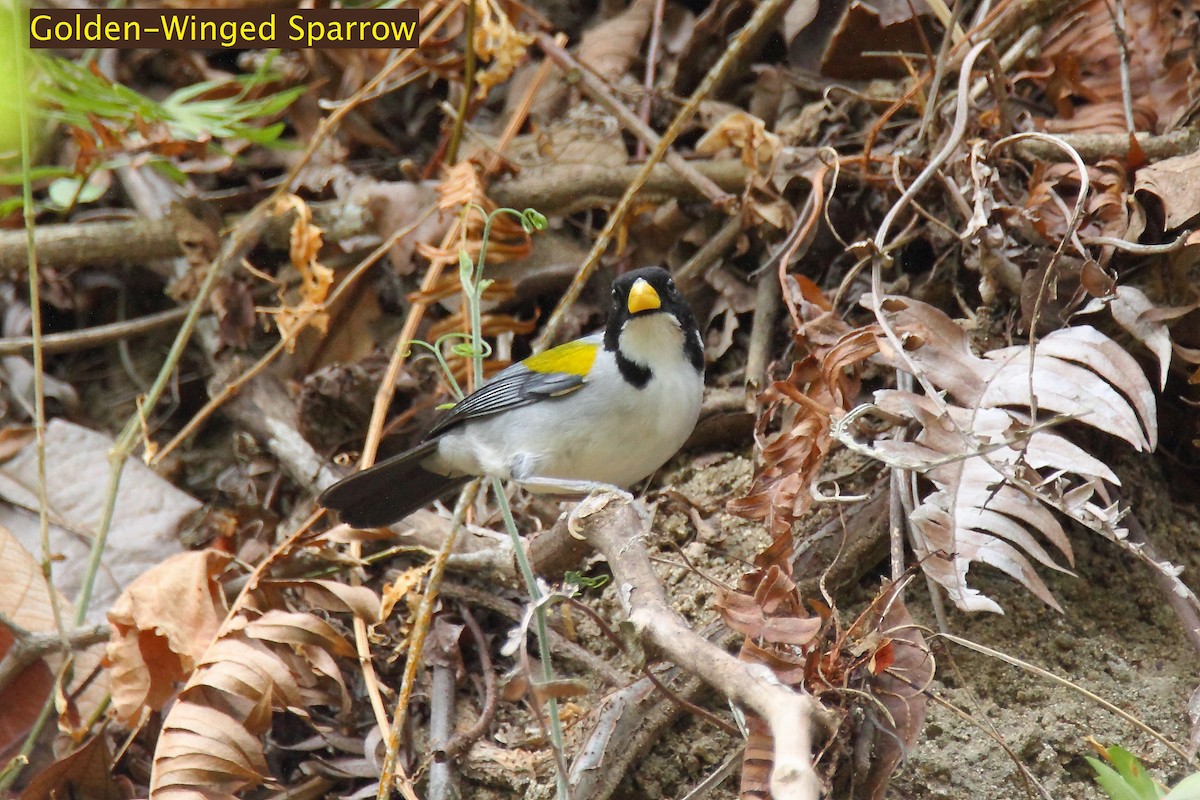 Golden-winged Sparrow - ML172460161