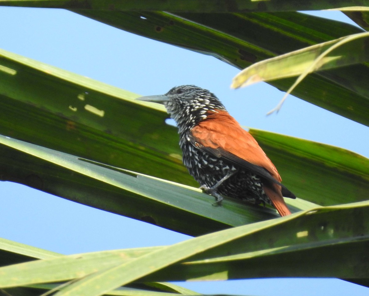 Point-tailed Palmcreeper - ML172460541