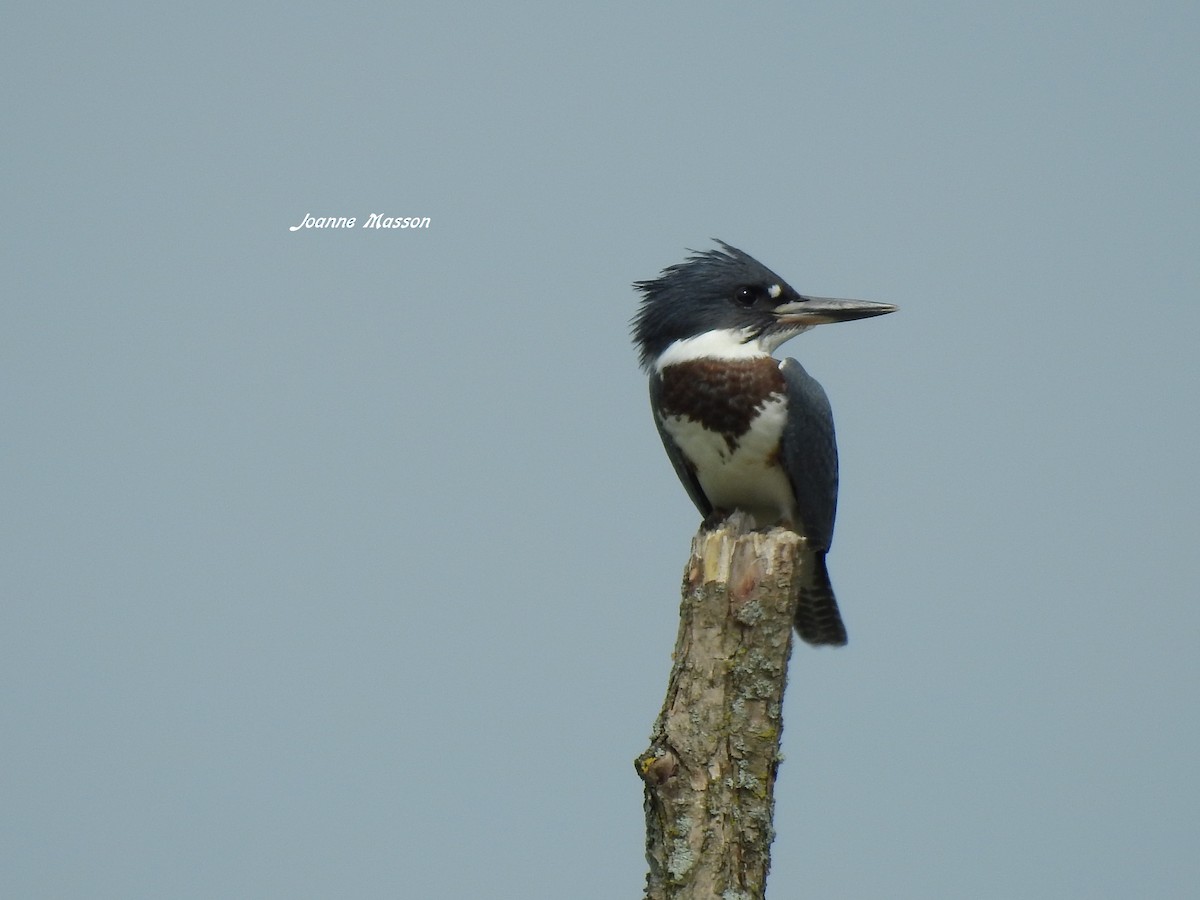 Belted Kingfisher - Joanne Masson