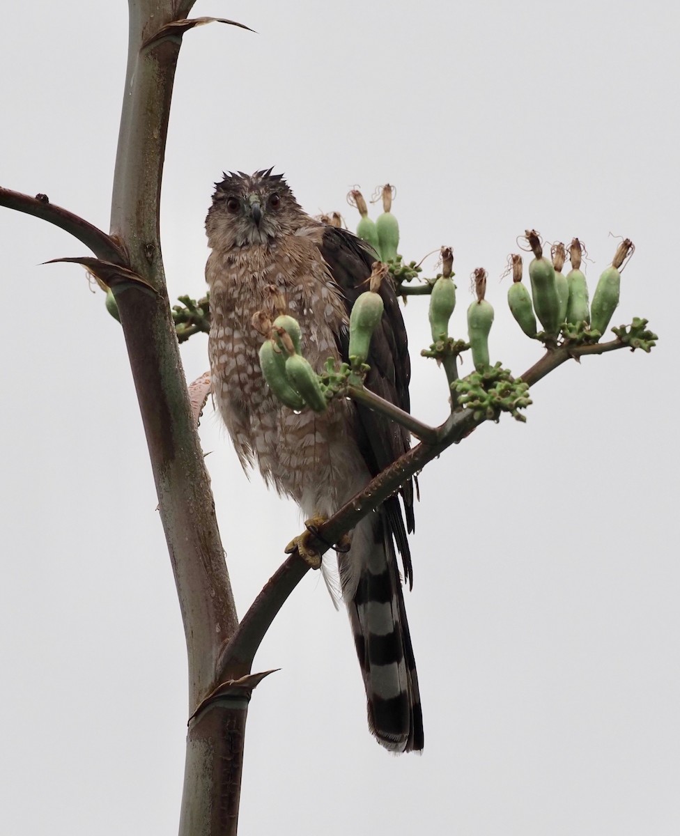 Sharp-shinned Hawk - Bob Foehring