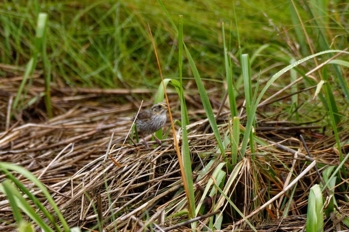 Saltmarsh Sparrow - ML172463731