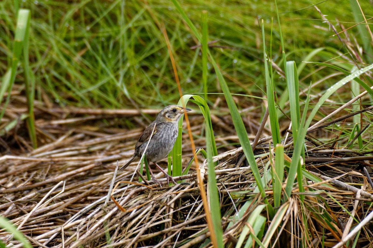 Saltmarsh Sparrow - ML172463781