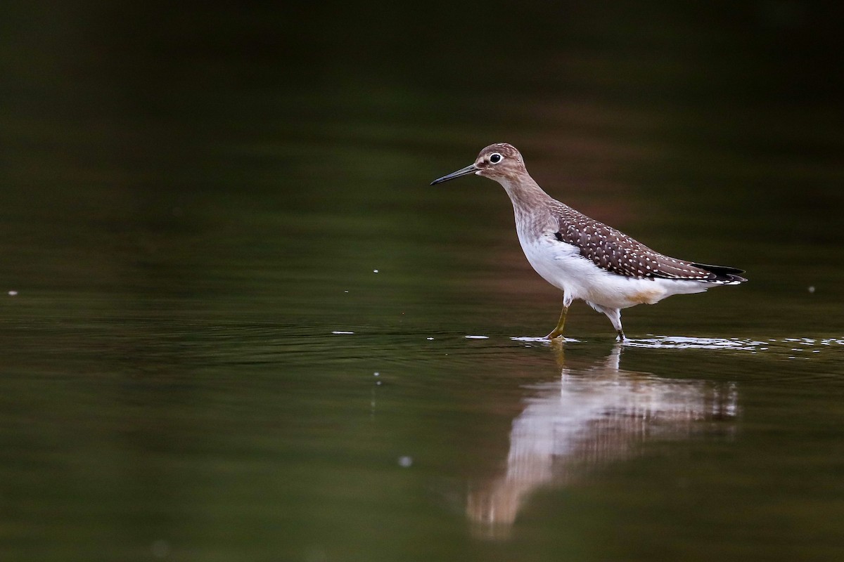 Solitary Sandpiper - ML172464331