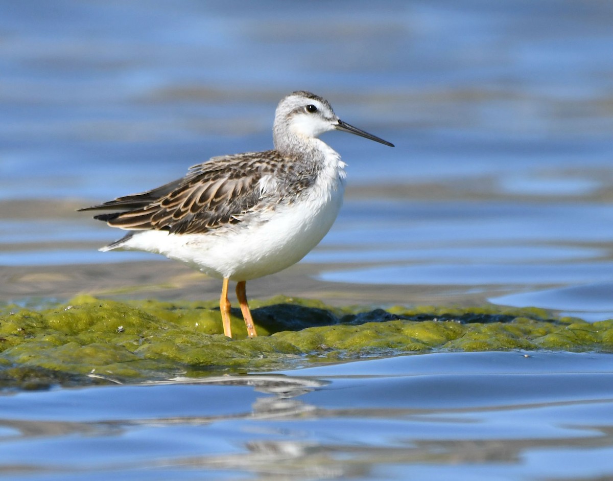 Wilson's Phalarope - ML172464871