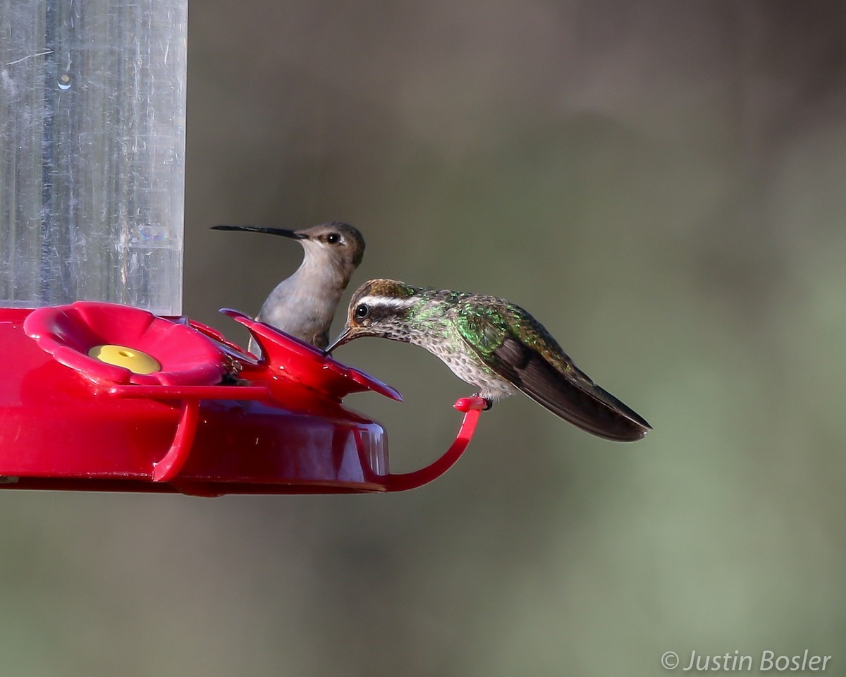 kolibřík bělouchý - ML172465021