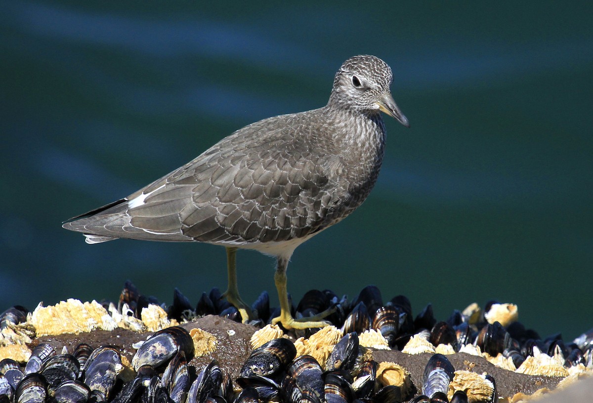 Surfbird - Esme Rosen