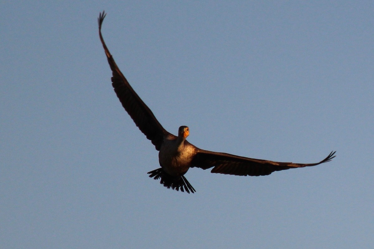 Double-crested Cormorant - Ken Wade