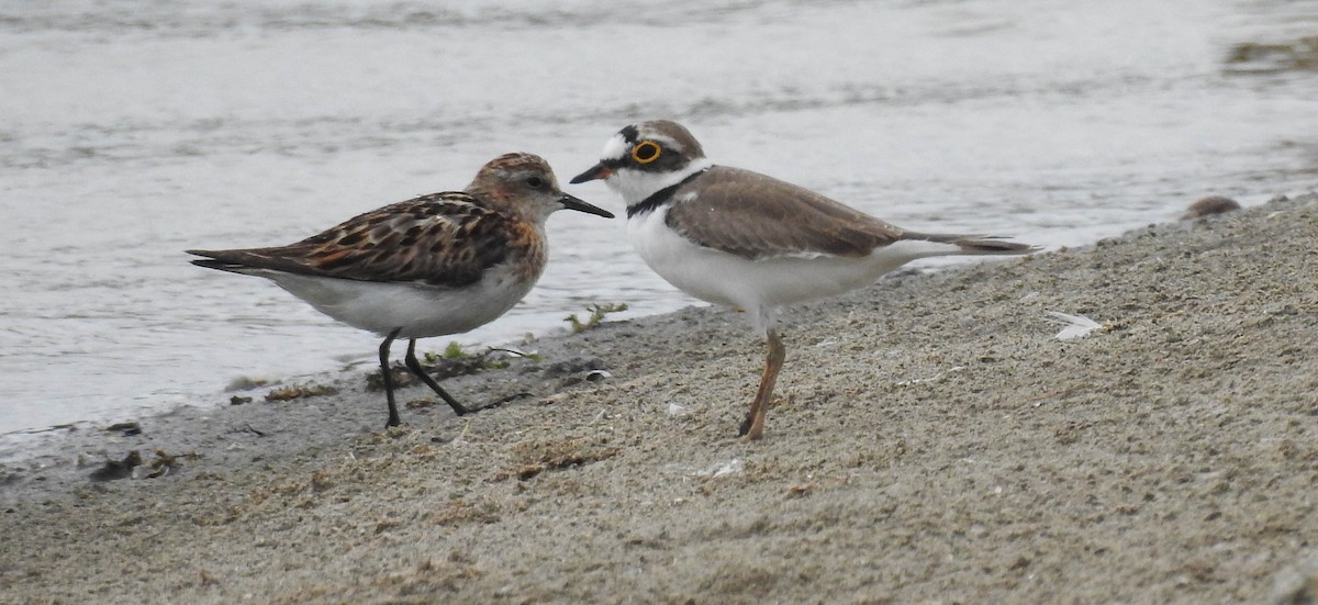 Одой элсэг - ML172466761