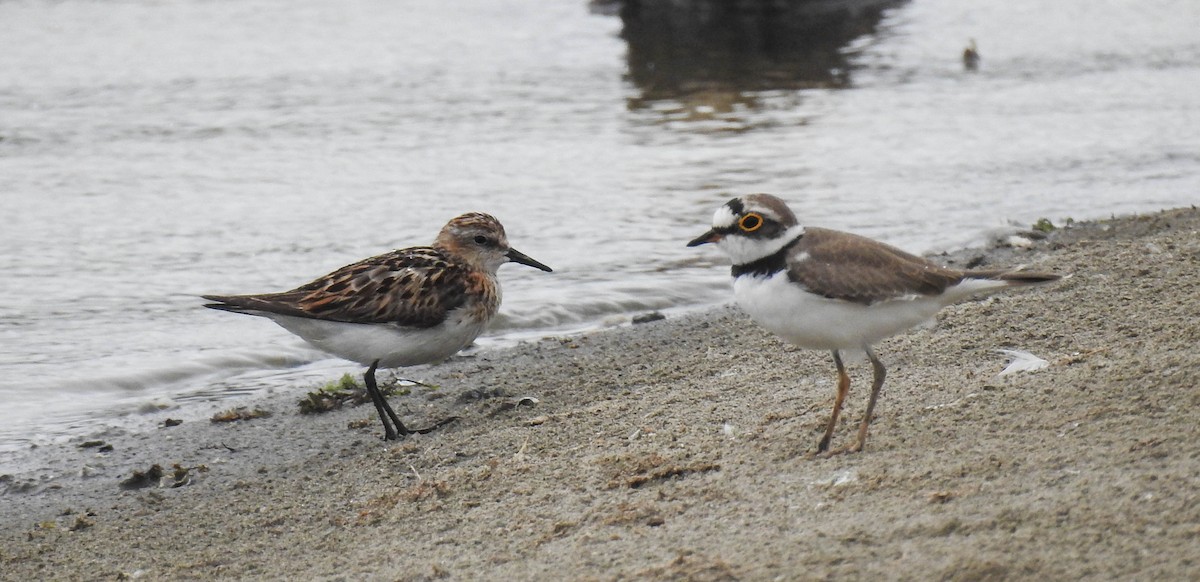 Одой элсэг - ML172466781