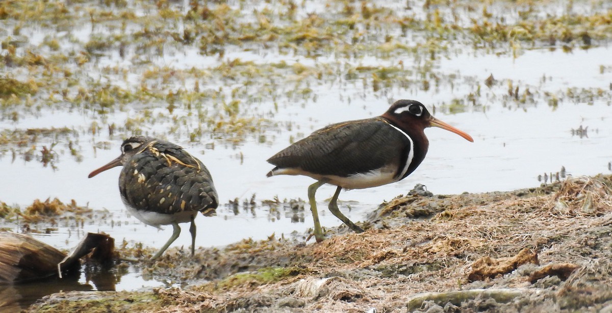 Өнгөт хараалжир - ML172467081