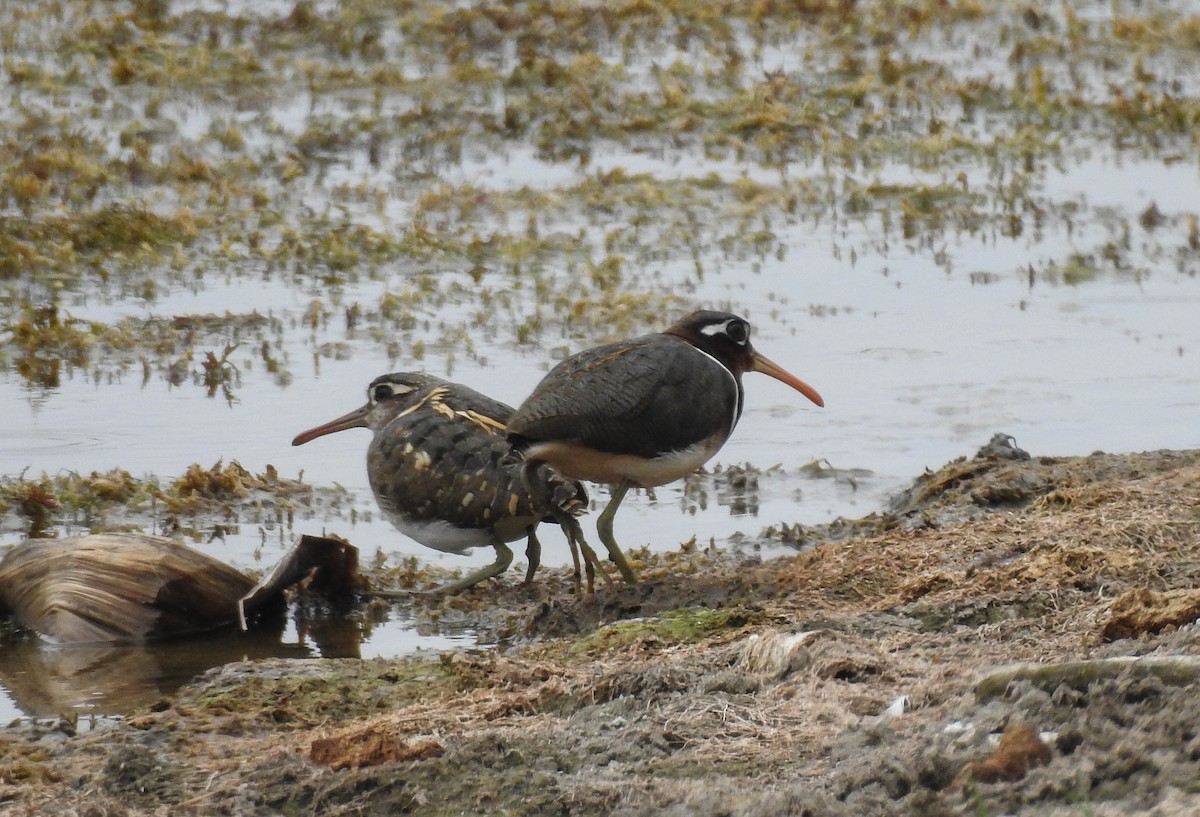 Өнгөт хараалжир - ML172467121