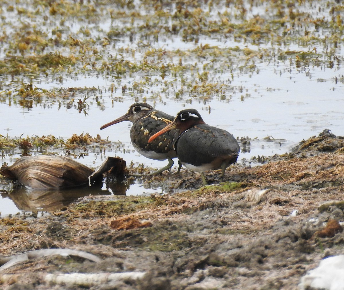 Өнгөт хараалжир - ML172467141