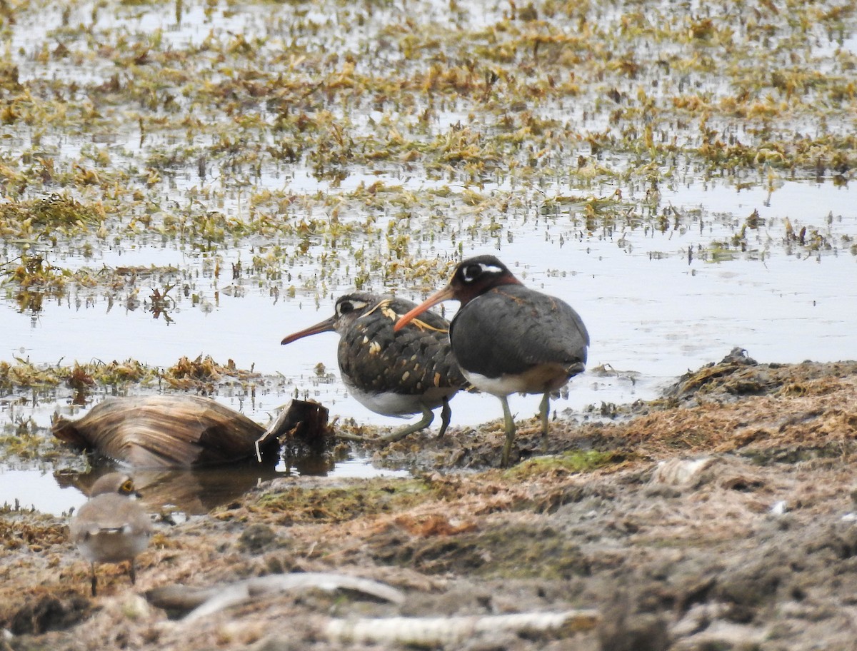 Өнгөт хараалжир - ML172467151