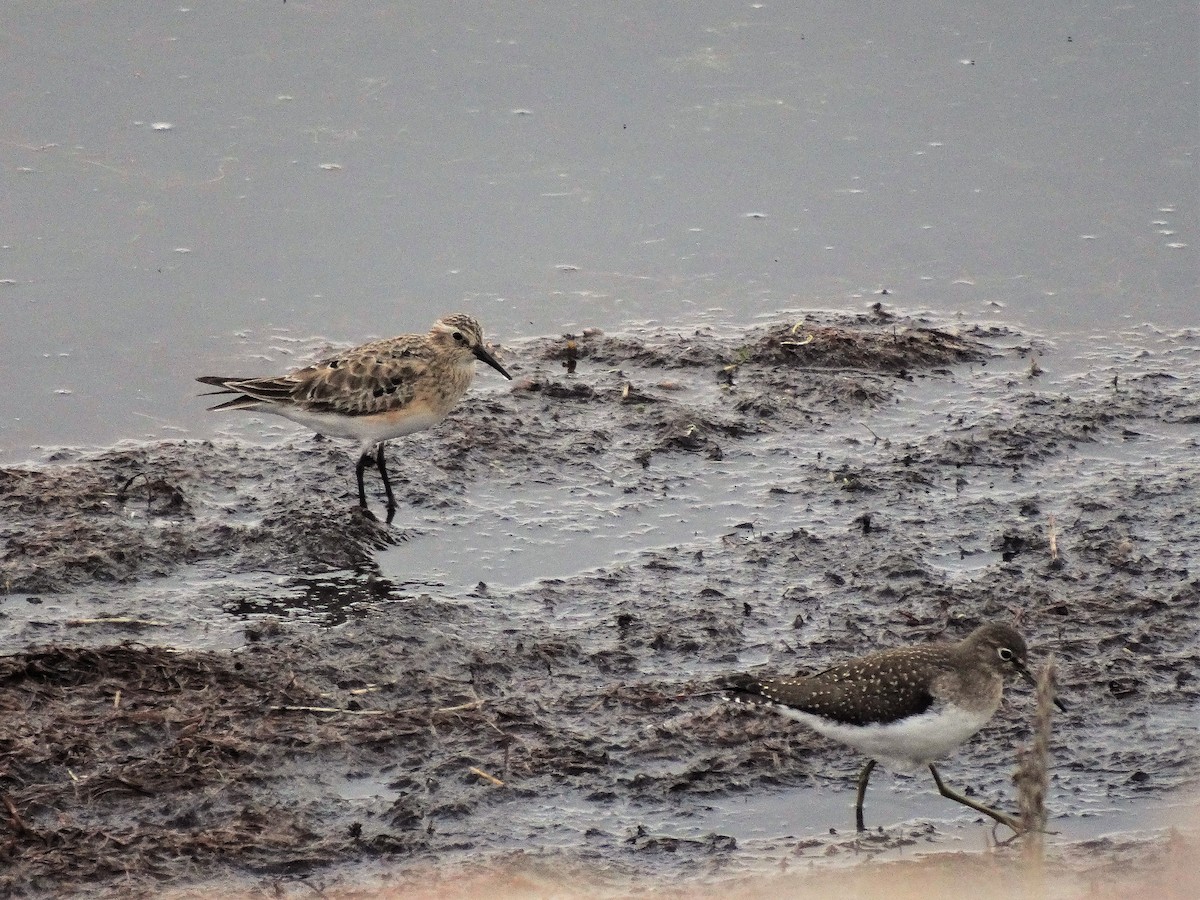 Baird's Sandpiper - ML172468751