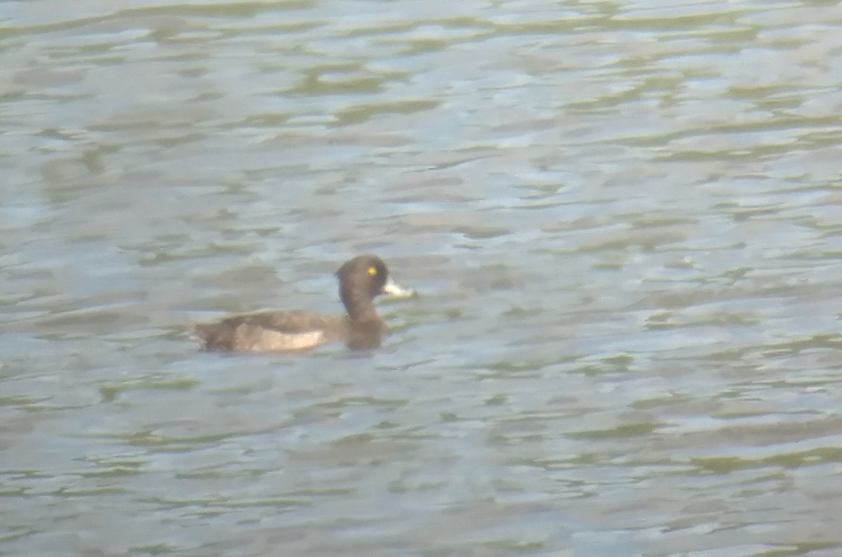 Tufted Duck - ML172470911