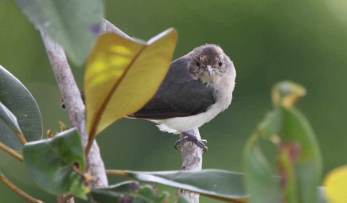 Tooth-billed Wren - ML172473191