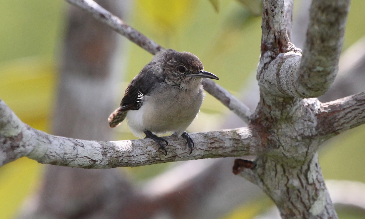 Tooth-billed Wren - Alexander Lees