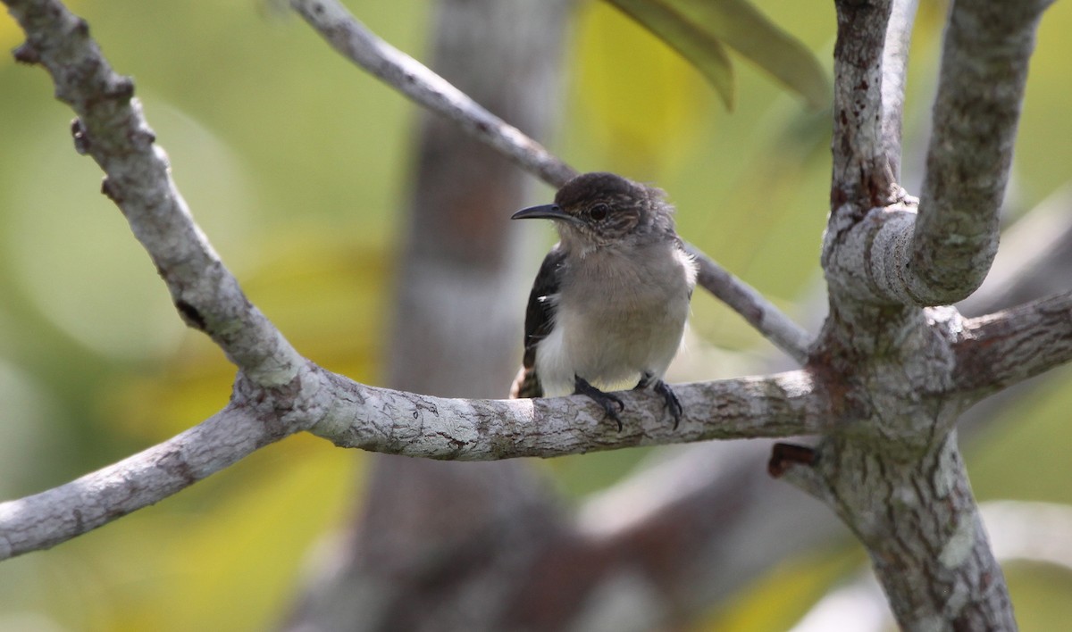 Tooth-billed Wren - ML172473211