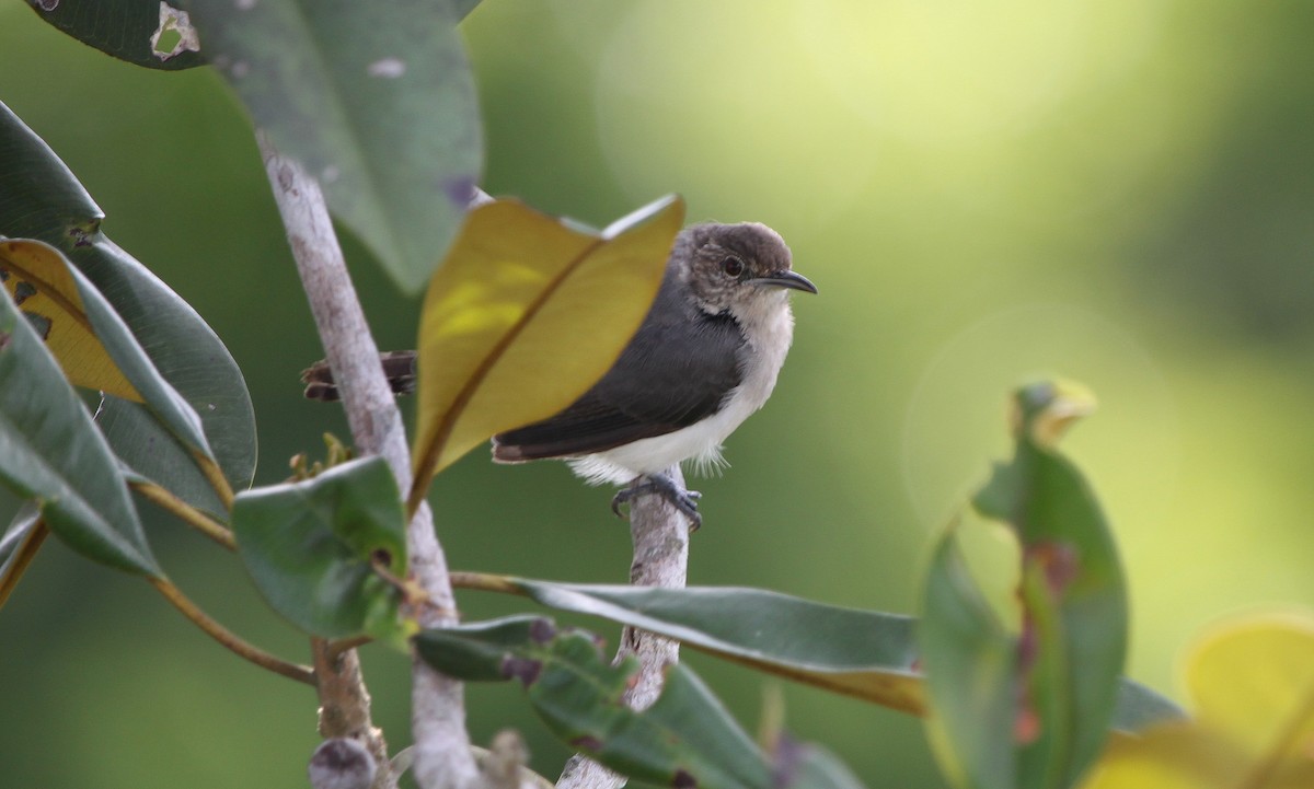 Tooth-billed Wren - ML172473221