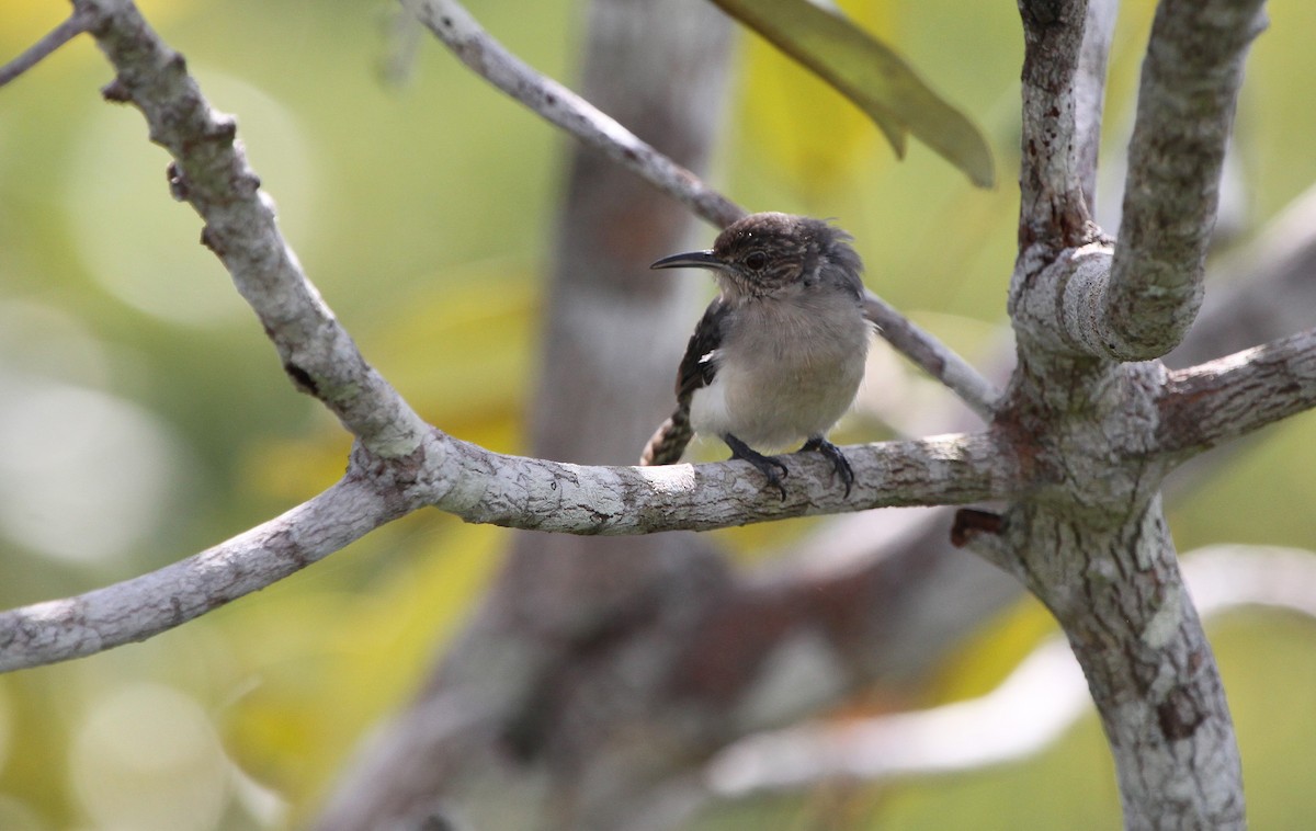 Tooth-billed Wren - ML172473231