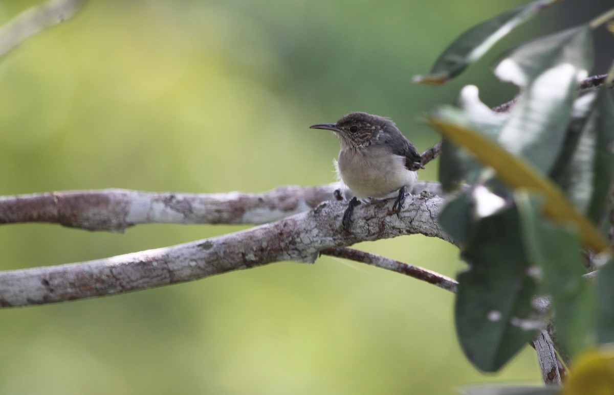 Tooth-billed Wren - Alexander Lees