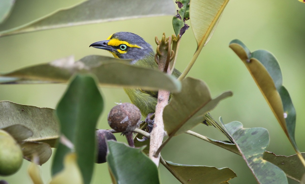 Slaty-capped Shrike-Vireo - Alexander Lees