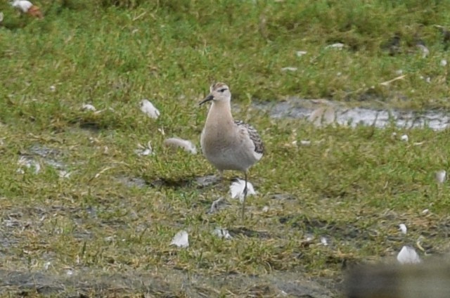 Kampfläufer - ML172474401