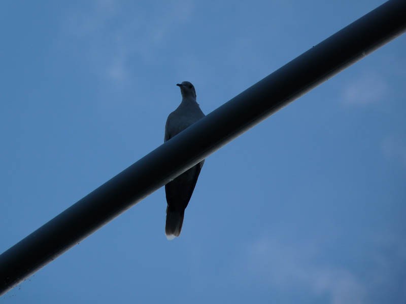 Eurasian Collared-Dove - ML172474761